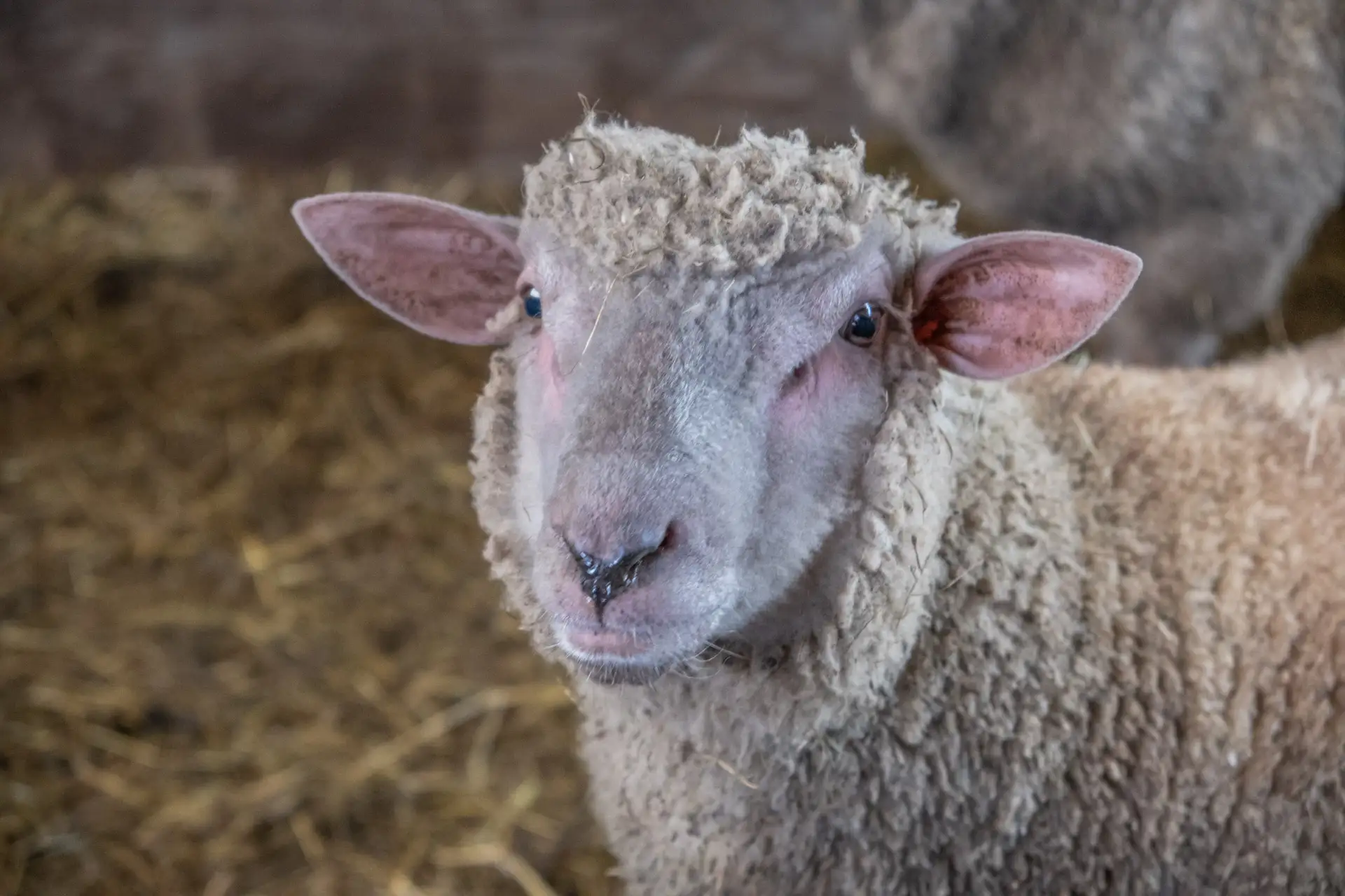 Photo d'un mouton