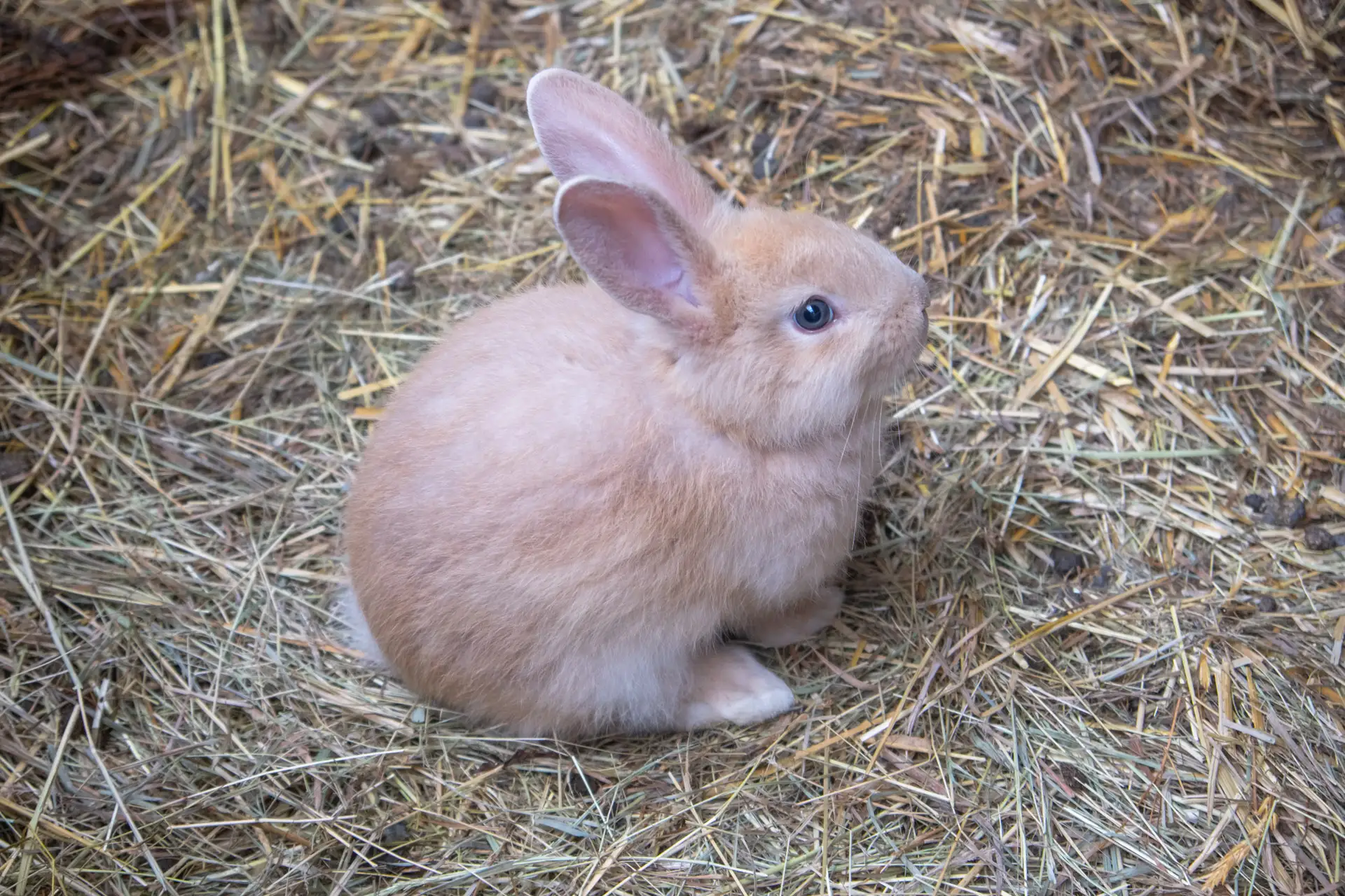 Bébé lapin